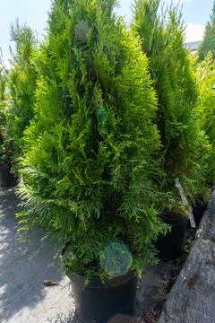 A medium-sized thuja in pots, ready for transplanting into the ground Foto stock