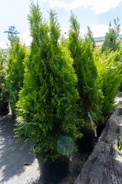 A medium-sized thuja in pots, ready for transplanting into the ground Stock Photos