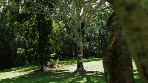 A medium sized tree in an open grassy field on the Sunshine Coast Australia Stock Footage 152680669