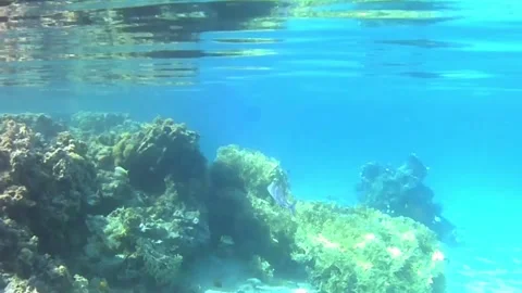 Medium-Sized Trevally Cruising in Search of Prey in the Red Sea Stock Footage 339630280