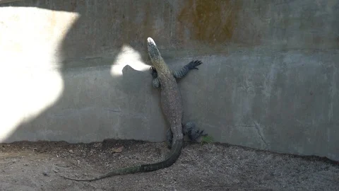 A medium-sized varan tries to free himself. Stock Footage 112600413