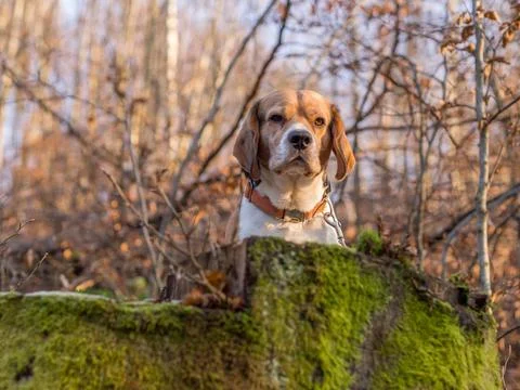 Medium-sized, white and brown Beagle dog sitting on a moss-covered rock in a lus Stock Photos