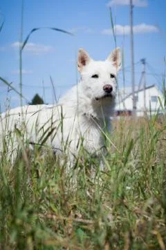 Medium sized white dog stands in a field among grass Stock Photos