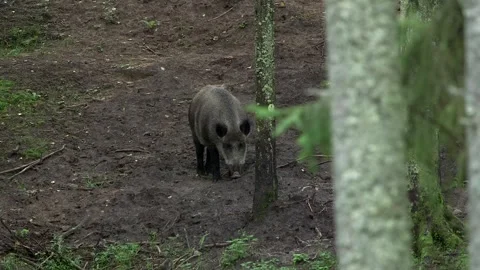 Medium-sized Wild Boar Walks Through the Forest, Smelling the Ground Video stock 268724598