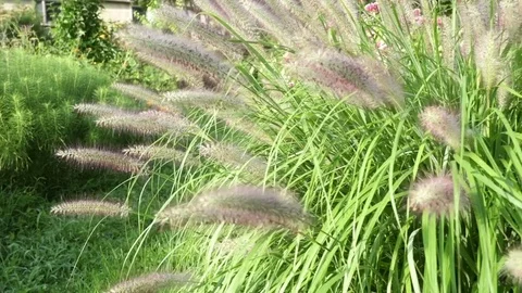 Medium Slider Shot of Capillaris Flower 動画素材 78284151