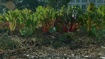 Medium sliding shot of vegetables in a city farm Stock Footage 86005374