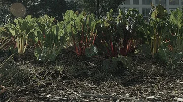 Medium sliding shot of vegetables in a city farm Stock Footage 86005451