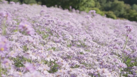 Medium Sliding View Through Purple Aster Flowers Video stock 347141982