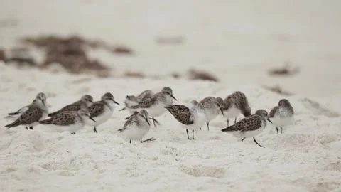 Medium Slow Motion of Group of Sanderlings Preening and Walking on Beach Stock Footage 133098042