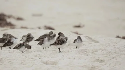 Medium Slow Motion Pan of Group of Sanderlings Preening on Beach Stock Footage 133098006