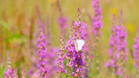 Medium Slow Motion Shot of White Butterfly Resting on Purple Wild Flower in Stock Footage 317370964