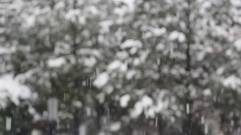 Medium Slow Motion Snow Falling with Trees in Background Stock Footage 133098153