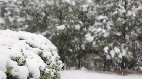 Medium Slow Motion Snow Falling with Trees and Bushes in Background Video stock 133098163