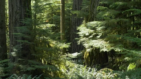 Medium, slow motion, summer old-growth forest, Vancouver Island Stock Footage 115447699