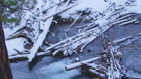 Medium speed pan across snowing creek and logs in pine forest Stock Footage 173328140