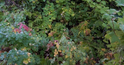 Medium speed pan to the right with some natural foliage on the side of a shaded Stock Footage 120169585