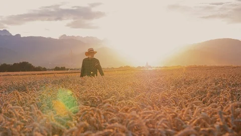 A medium stabilized shot of an older farmer walking down the wheat fields Stock Footage
