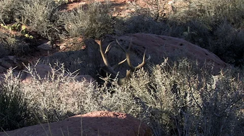 Medium Static Shot of Bedded Mule Deer Buck in Sagebrush Habitat Stock Footage 49698262