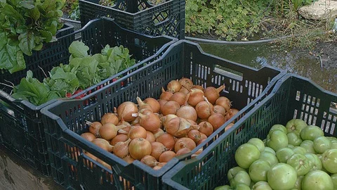Medium static shot of onions tomatoes and radishes Stock Footage 86005473
