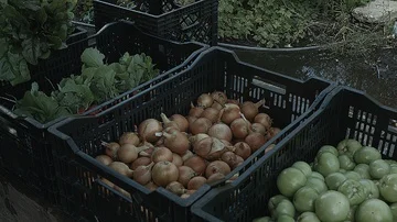 Medium static shot of onions tomatoes and radishes Stock Footage 86005505