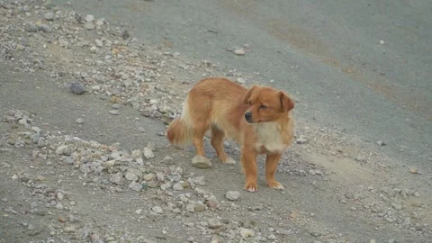 Medium static shot of a small brown stray dog standing on a gravel mountain 库存影片 348707199