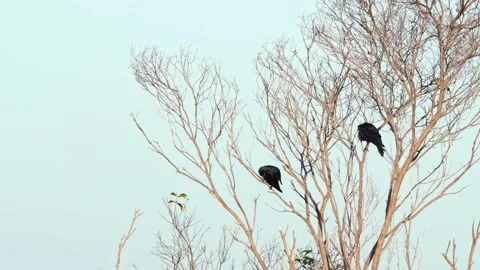 Medium static shot of two Torresian crows preening in early morning sun Stock Footage 131130927