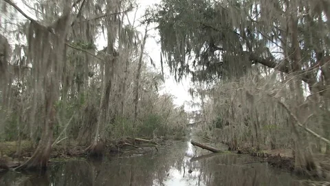 Medium swamp turning 2 Stock Footage 88291723