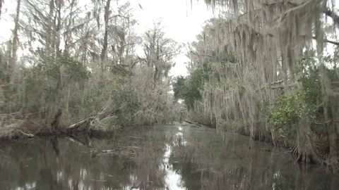 Medium swamp, turning Stock Footage 88291726
