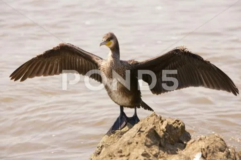 Medium Telephoto Lenses Shot From Small Distance Stock Photos