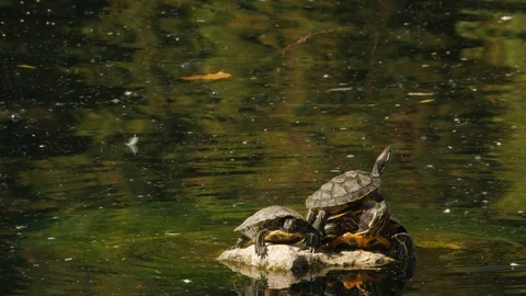 Medium of Three Epic Turtles Towering on Solitary Stone in Green Waters Stock Footage 118471916