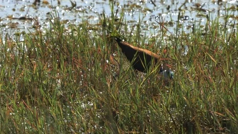 Medium tracking shot of an african jacana at amboseli Stock Footage 72096286