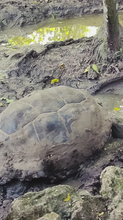 A medium tracking shot of a Galapagos tortoise moving in the mud Stock Footage 326313518