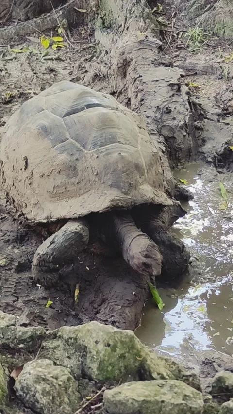A medium tracking shot of a Galapagos tortoise moving in the mud Stock Footage 326313548