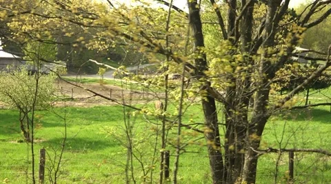 Medium tracking shot of horses in field Stock Footage 7763793