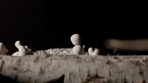 Medium tracking time-lapse shot of a log with Reishi mushrooms sprouting. Stock Footage 98306377