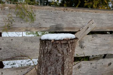 Medium tree stump with snow on top. Stock Photos