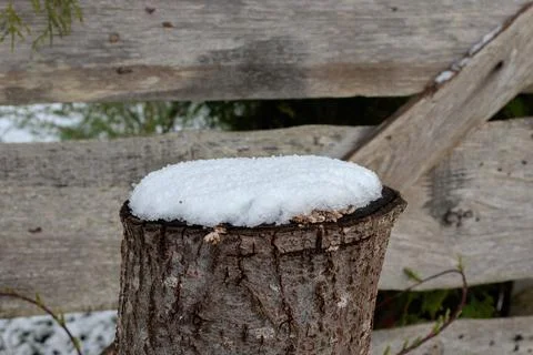 Medium tree stump with snow on top Stock Photos