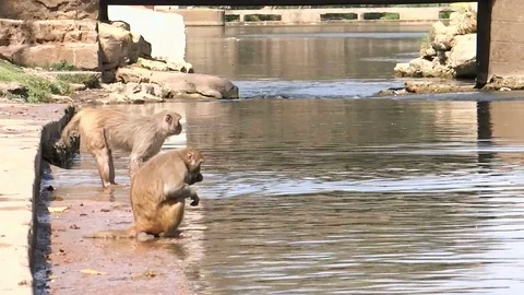 Medium, two monkeys on a river bank in India 스톡 동영상 114983003