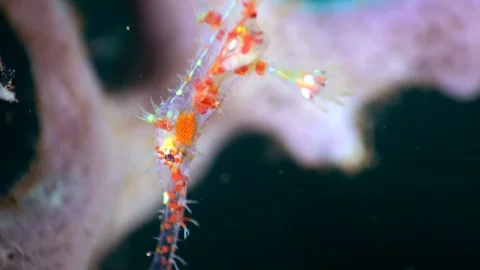 Medium underwater shot of ornate ghostpipefish with red spots 스톡 동영상 112582844