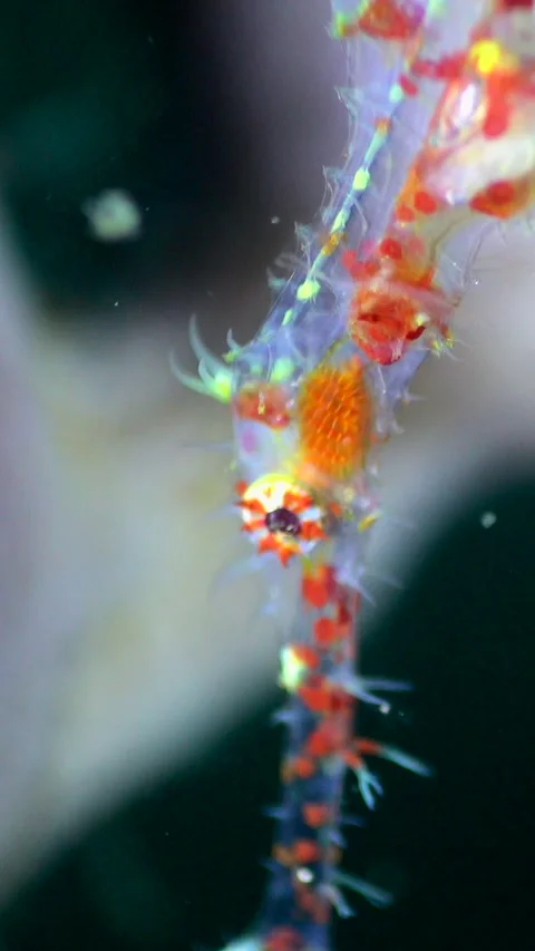 Medium underwater shot of ornate ghostpipefish with red spots Stock Footage 228827934