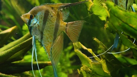 Medium view of angelfish Stock Footage 121854791