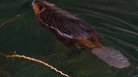 Medium view of beaver Video stock 121893529