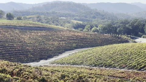 Medium view of Paso Robles vineyards in Fall Stock Footage 164498326