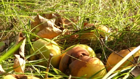 Medium view of rotting fruit pile in natural grass habitat 動画素材 335959098