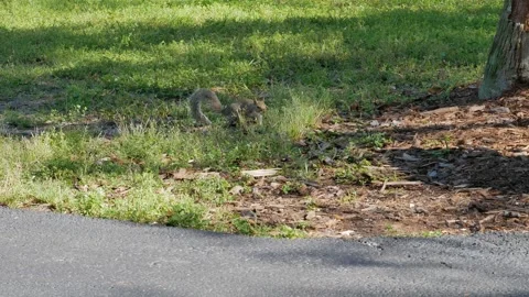 Medium view squirrel in green grass beside tree and sidewalk. Moving in grass fo Stock Footage 271360060