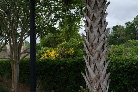 Medium view of tree trunk, lush bushes, light pole Stock Photos