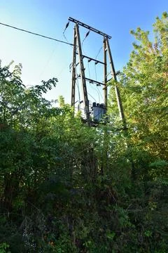 Medium voltage transformer on a pole covered with bushes on a sunny day. Summ Stock Photos