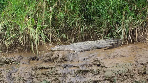 Medium wide dolly shot of Crocodile lying in wait on muddy river bank Stock Footage 314947682