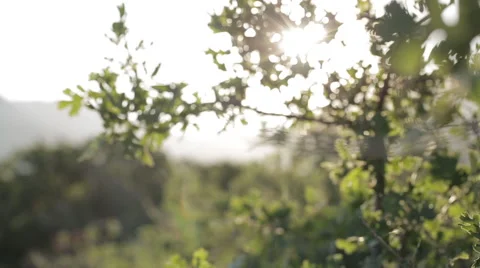 Medium Wide Handheld Rack Focus Shot of Green Oak Leaves 動画素材 68723656