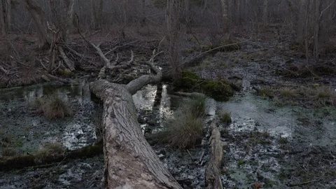 Medium wide low angle shot, winter barren forest, HDR sunset scene Stock Footage 122702419